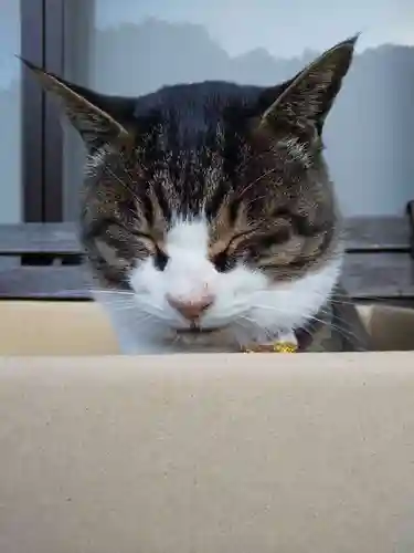 御誕生寺（猫寺）の動物