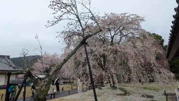 醍醐寺(京都府)