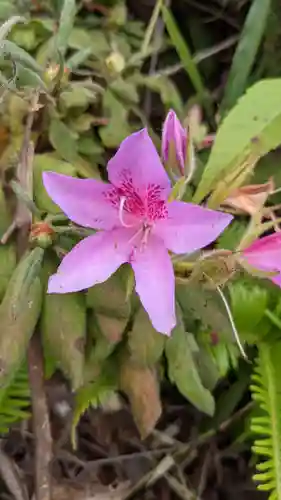 舌根寺廃寺・力寿の桜の自然