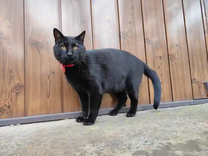 高司神社〜むすびの神の鎮まる社〜(福島県)