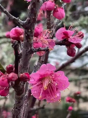 高家神社の自然