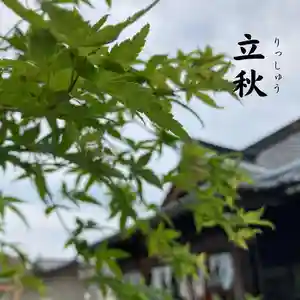 總社 和田八幡宮の自然(2022年08月09日(火) 20時32分14秒投稿)