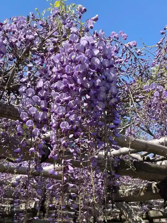 亀戸天神社の自然