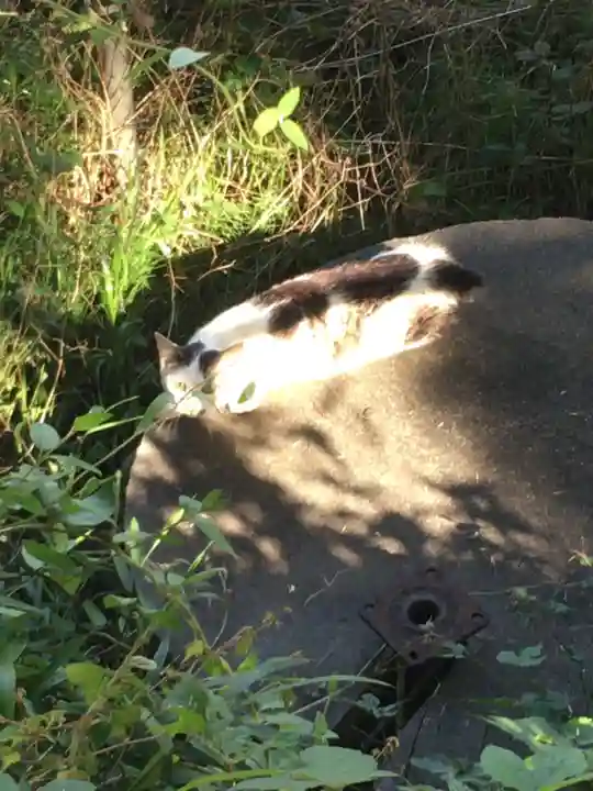 鹿島神社の動物