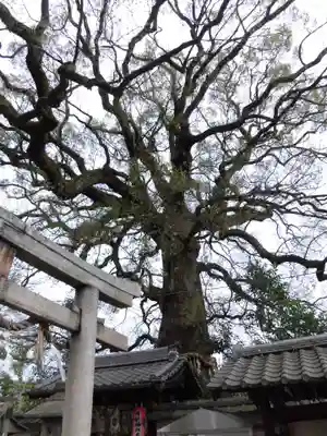 新熊野神社の鳥居
