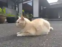 御誕生寺(猫寺)(福井県)