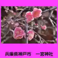 一宮神社の自然