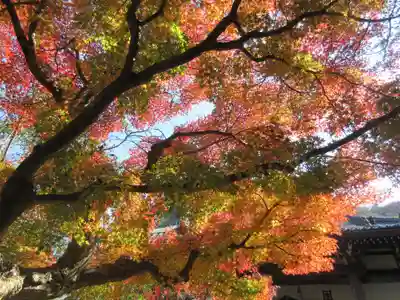 安國論寺（安国論寺）の自然
