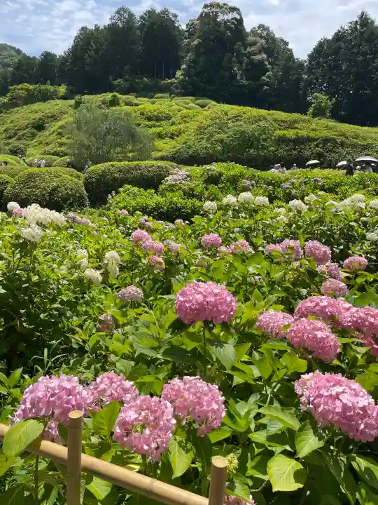 三室戸寺の{uncategorized: "未分類", other: "その他", undefined: "問題あり", building: "その他建物", grave: "お墓", sacred_gate: "鳥居", guardian: "狛犬", statue: "像", buddha: "仏像", history: "歴史", nature: "自然", garden: "庭園", animal: "動物", pagoda: "塔", temizu: "手水舎", mountain_gate: "山門・神門", sanctuary: "本殿・本堂", subordinate: "末社・摂社", art: "芸術", scenery: "景色", jizo: "地蔵", ema: "絵馬", goshuin: "御朱印", omikuji: "おみくじ", items: "授与品その他", amulet: "お守り", goshuincho: "御朱印帳", eats: "食事", festival: "お祭り", votive_dance: "神楽", shichigosan: "七五三参", wedding: "結婚式", experience: "体験その他", initially: "初詣", around: "周辺", anti_infection: "感染症対策"}