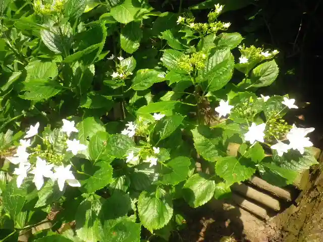 御霊神社の自然