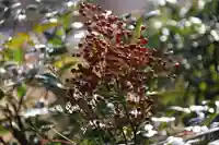大六天麻王神社の自然