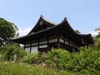 般若寺 ❁﻿コスモス寺❁(奈良県)