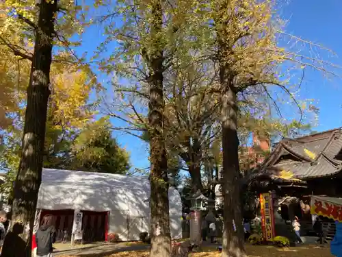 田無神社の自然