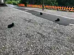 熊野那智神社の動物