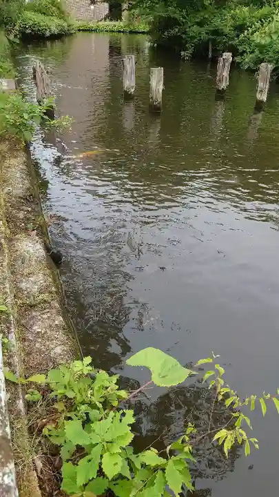 善知鳥神社の動物