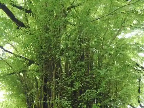 貴船神社の自然