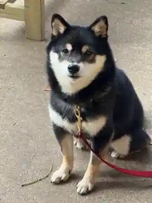 上目黒氷川神社(東京都)