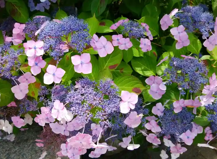 鶴岡八幡宮(神奈川県)