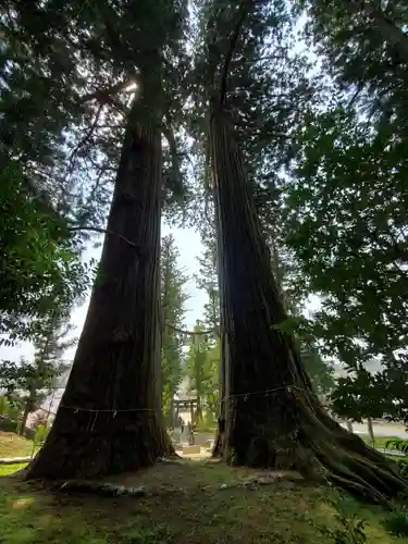 夏井諏訪神社の自然
