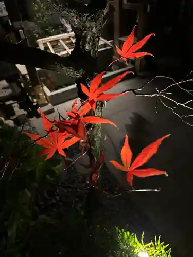 東京大神宮の自然