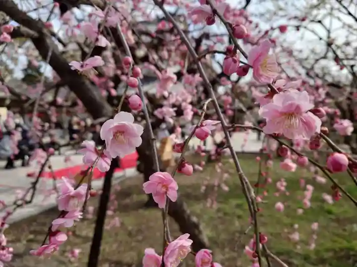 北野天満宮(京都府)