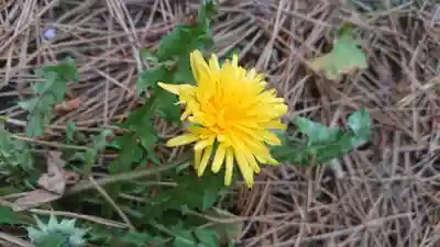 山神社（前田）の自然