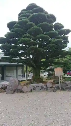 石川護國神社の庭園