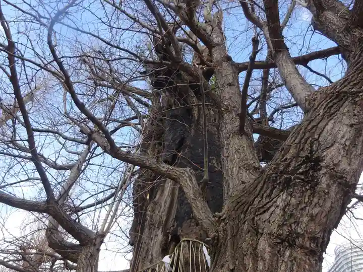 飛木稲荷神社の自然