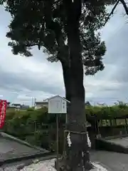 西寒多神社(大分県)