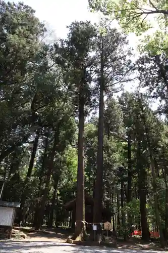 間々田八幡宮の自然