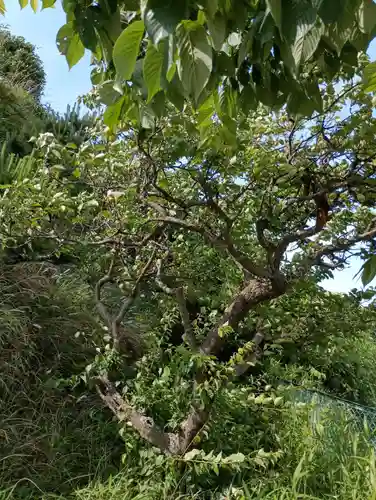 阿夫利神社(茨城県)