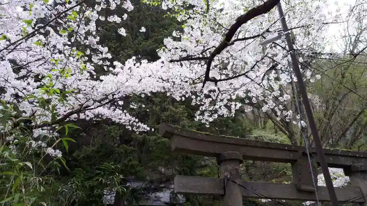 湯泉神社の自然