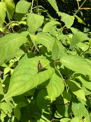 薬王院福徳弁財天洞の動物