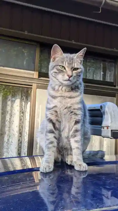 玉野御嶽神社の動物