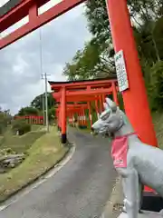 高屋敷稲荷神社の狛犬