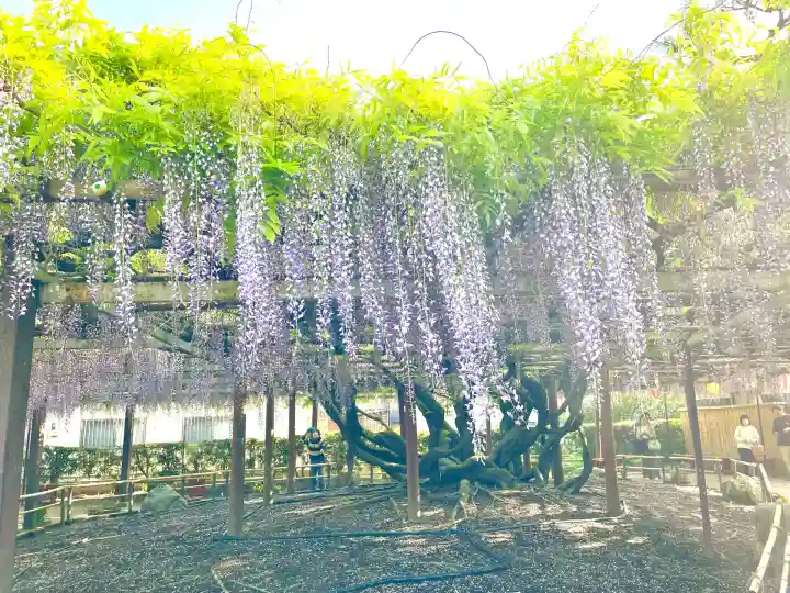太巌寺(ふじの寺)(三重県)