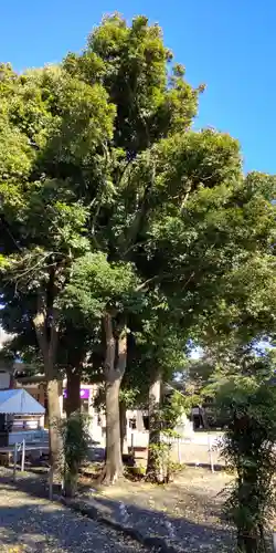皇大神宮（烏森神社）の自然