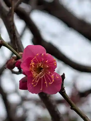 白山神社(東京都)