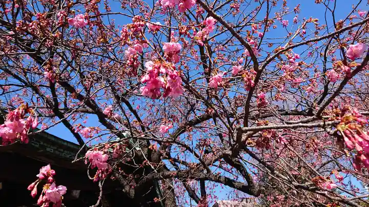 荏原神社の自然