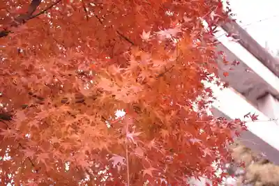 甲斐國一宮 浅間神社(山梨県)