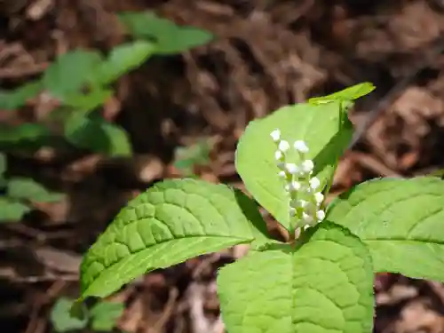 大川神社の自然