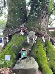 玉祖神社の自然