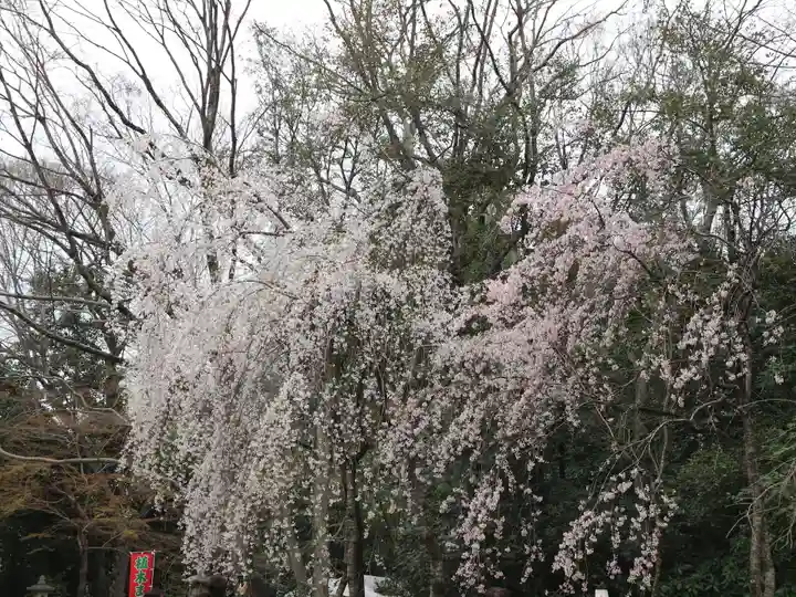 賀茂御祖神社(下鴨神社)の自然