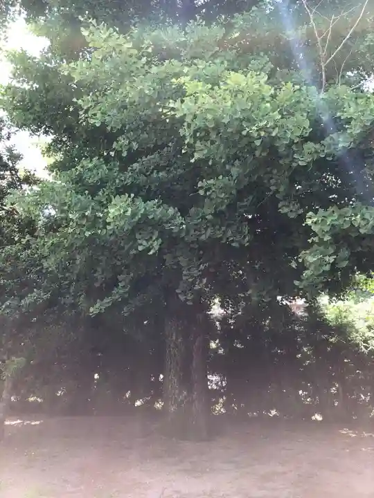 栗原神社の自然