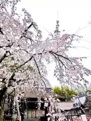 平野神社(京都府)