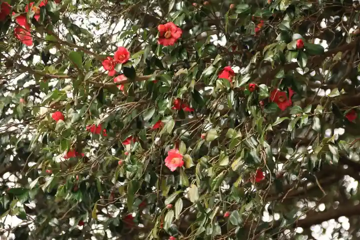 愛宕神社の自然