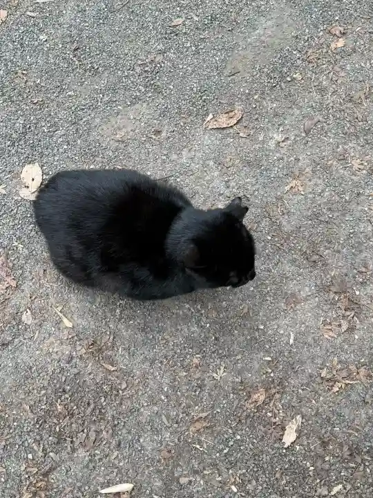 玉野御嶽神社の{uncategorized: "未分類", other: "その他", undefined: "問題あり", building: "その他建物", grave: "お墓", sacred_gate: "鳥居", guardian: "狛犬", statue: "像", buddha: "仏像", history: "歴史", nature: "自然", garden: "庭園", animal: "動物", pagoda: "塔", temizu: "手水舎", mountain_gate: "山門・神門", sanctuary: "本殿・本堂", subordinate: "末社・摂社", art: "芸術", scenery: "景色", jizo: "地蔵", ema: "絵馬", goshuin: "御朱印", omikuji: "おみくじ", items: "授与品その他", amulet: "お守り", goshuincho: "御朱印帳", eats: "食事", festival: "お祭り", votive_dance: "神楽", shichigosan: "七五三参", wedding: "結婚式", experience: "体験その他", initially: "初詣", around: "周辺", anti_infection: "感染症対策"}