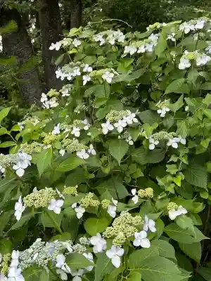 長野縣護國神社(長野県)