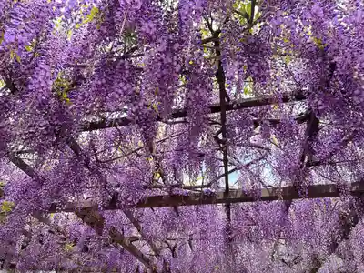 葛井寺(大阪府)