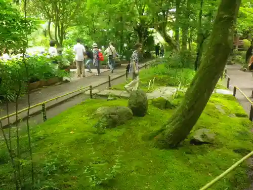 明月院の庭園